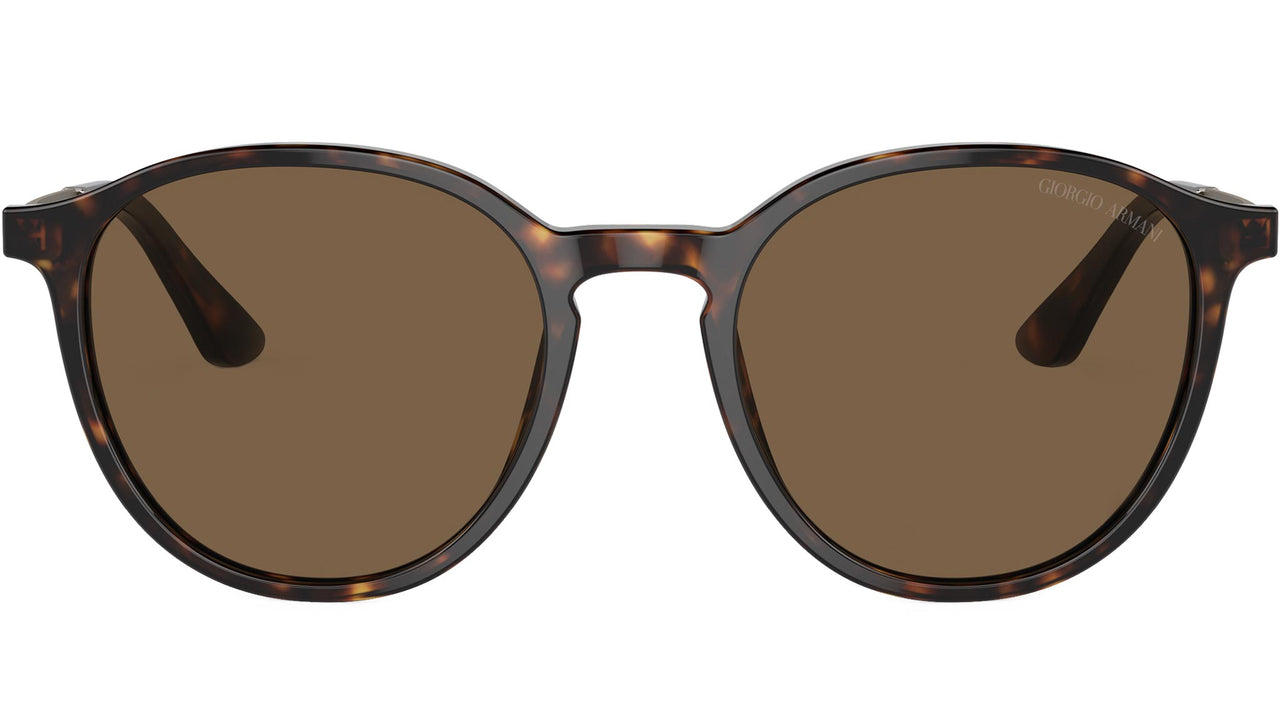 AR 8196 502673 Tortoise