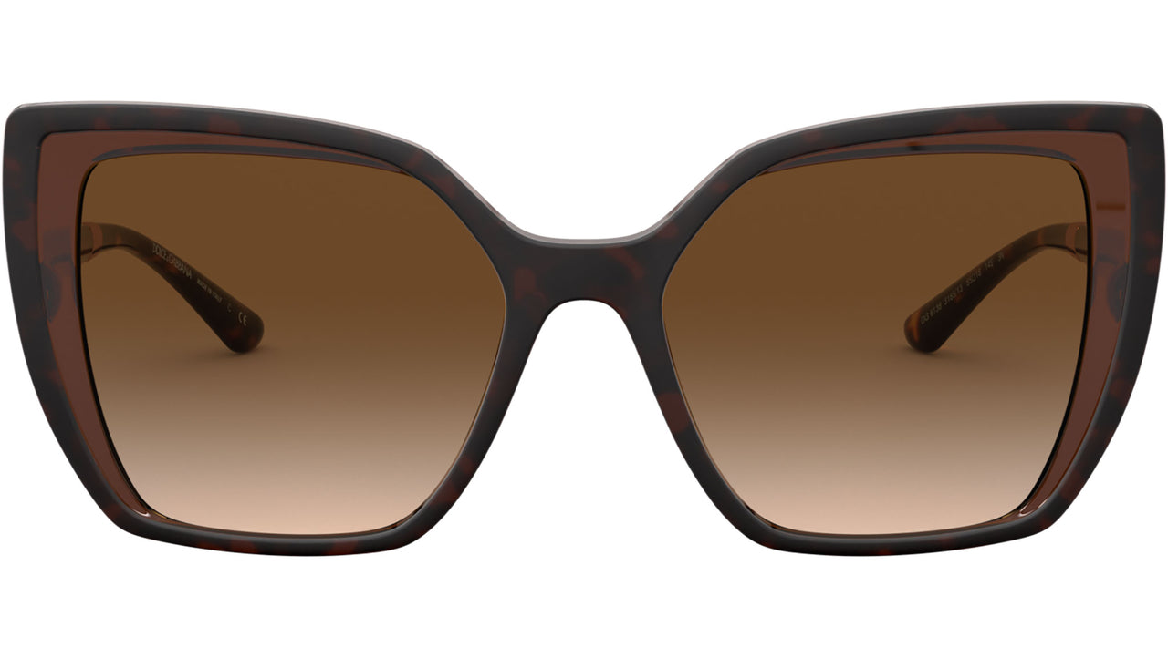 DG 6138 318513 tortoise