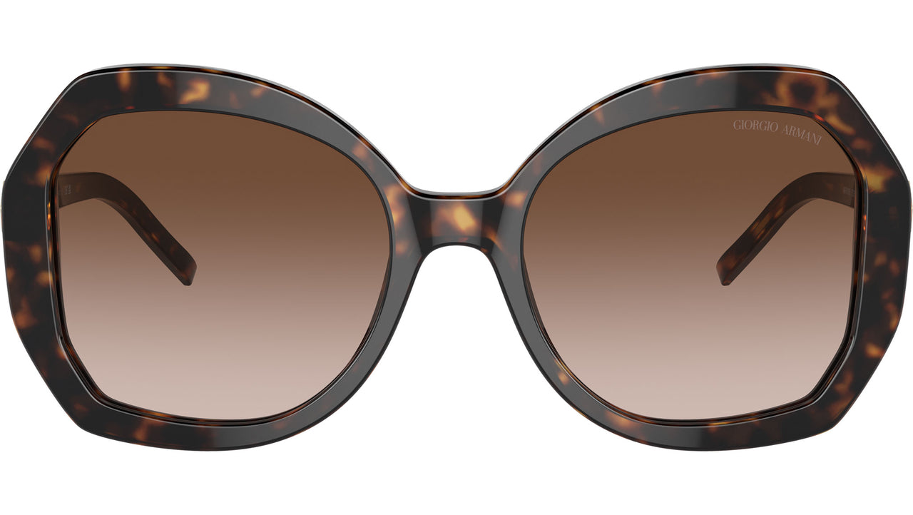 AR 8180 502613 Tortoise