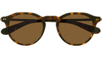 Dorian S Hickory Tortoise