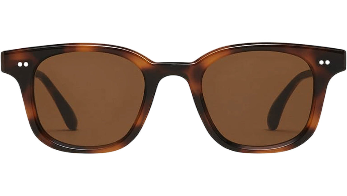 02 Tortoise